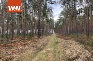 Gewerbeimmobilie kaufen in Sornoer Hauptstraße, 03238 Finsterwalde, Ein Stück Natur - Waldgrundstück zwischen Elsterwerda und Finsterwalde