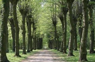 Gewerbeimmobilie mieten in 17153 Kittendorf, Pachtgrundstück an der Mecklenburger Seenplatte