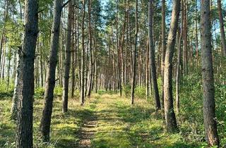 Grundstück zu kaufen in 39624 Büste, Junger und alter Wald zu verkaufen!