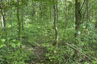 Gewerbeimmobilie kaufen in 72658 Bempflingen, NATURNAHER WALD MIT ALTEM BAUMBESTAND in Kleinbettlingen - 707-24