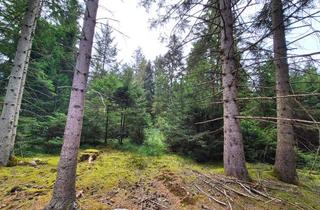 Gewerbeimmobilie kaufen in 82346 Andechs, VERKAUF: Schönes Waldstück zwischen Erling und Pähl