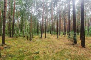 Grundstück zu kaufen in 16244 Schorfheide, Idyllisches Waldrefugium in der Schorfheide – Naturparadies für Jäger, Erholungssuchende und Naturliebhaber