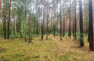 Grundstück zu kaufen in 16244 Schorfheide, Idyllisches Waldrefugium in der Schorfheide – Naturparadies für Jäger, Erholungssuchende und Naturliebhaber