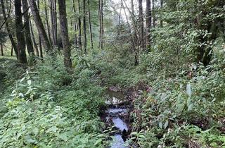 Gewerbeimmobilie kaufen in 93455 Traitsching, "Wald und Wasser"