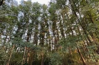 Grundstück zu kaufen in 39291 Reesdorf, Wald Waldfläche