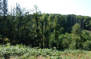 Gewerbeimmobilie kaufen in Harscheider Straße Östlich, 51588 Nümbrecht, 1,3 ha schöner Laubmischwald mit Borkenkäfer-Fichten und Birken-Naturverjüngung/Harscheid-Nümbrecht