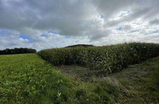 Gewerbeimmobilie kaufen in 46342 Velen, Verpachtete Landwirtschaftliche Fläche in Velen-Ramsdorf