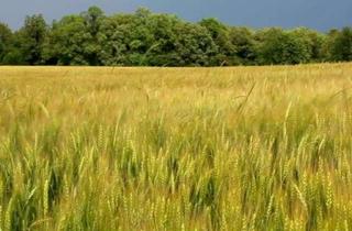 Grundstück zu kaufen in 07368 Remptendorf, Landwirtschaftliche Fläche ca. 5,5 ha