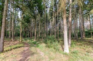 Gewerbeimmobilie kaufen in 29456 Hitzacker, Interessante Waldfläche in der Nähe von Hitzacker (Elbe)