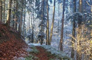 Grundstück zu kaufen in 83737 Irschenberg, Waldgrundstücke in Irschenberg, Ortsteil Jedling