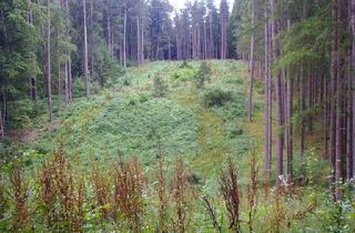 Gewerbeimmobilie kaufen in 84076 Pfeffenhausen, Zukunftswald in bester Lage