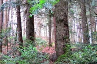 Anlageobjekt in 83373 Taching, Wunderschöne Waldfläche mit Altbaumbestand