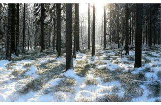 Gewerbeimmobilie kaufen in 88436 Eberhardzell, Fichtenwald bei Füramoos! Ihre Chance auf einen eigenen Wald!