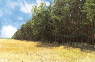 Grundstück zu kaufen in 19258 Schwanheide, Acker und Wald 19258 Schwanheide, An der Zweedorfer Straße